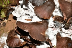 Psilocybe zapotecorum