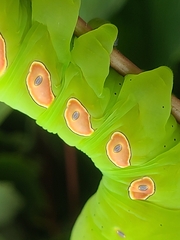 Eumorpha pandorus