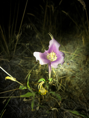Calochortus macrocarpus