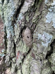 Acronyctodes mexicanaria