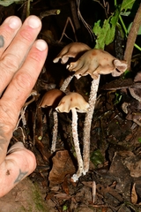 Psilocybe zapotecorum