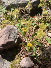 Solidago multiradiata