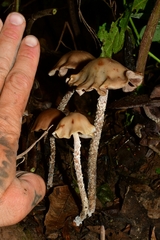 Psilocybe zapotecorum
