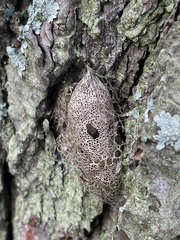 Acronyctodes mexicanaria