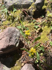 Solidago multiradiata