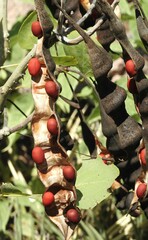Erythrina flabelliformis