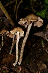 Psilocybe zapotecorum
