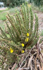Hibbertia fasciculata