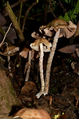 Psilocybe zapotecorum