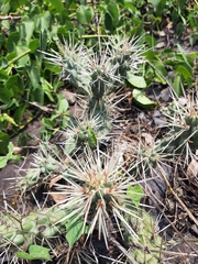 Cylindropuntia imbricata rosea