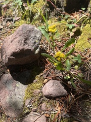 Solidago multiradiata