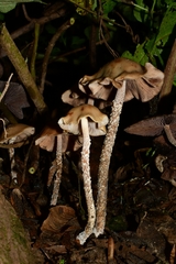 Psilocybe zapotecorum