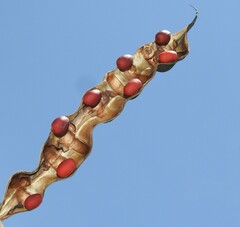 Erythrina flabelliformis