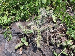 Cylindropuntia imbricata rosea