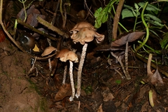 Psilocybe zapotecorum