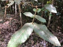 Alectryon tomentosus