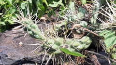 Cylindropuntia imbricata rosea