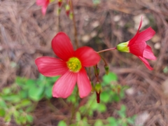 Oxalis tetraphylla