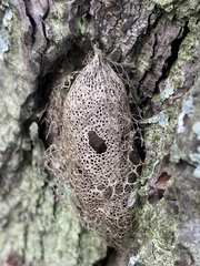 Acronyctodes mexicanaria