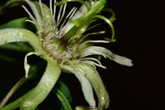 Passiflora pavonis