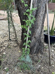 Asclepiadeae