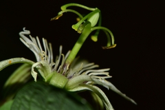 Passiflora pavonis