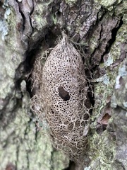 Acronyctodes mexicanaria