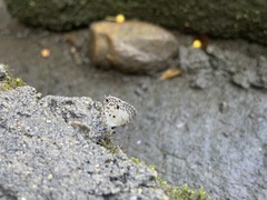 Megisba malaya sikkima