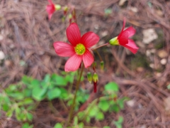 Oxalis tetraphylla