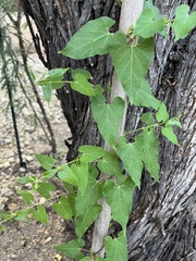 Asclepiadeae