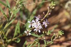 Lepidium phlebopetalum