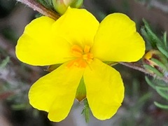 Hibbertia fasciculata