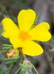 Hibbertia fasciculata