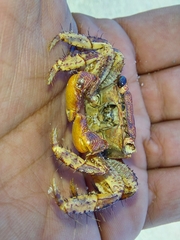 Goniopsis pulchra