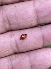 Cycloneda emarginata