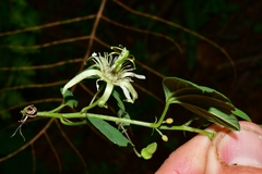 Passiflora pavonis