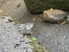 Megisba malaya sikkima