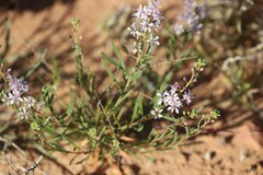 Lepidium phlebopetalum