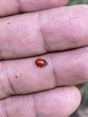 Cycloneda emarginata