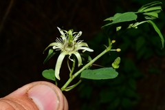 Passiflora pavonis