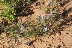 Lepidium phlebopetalum