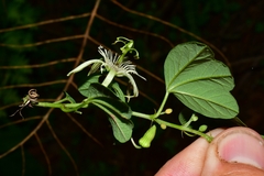 Passiflora pavonis
