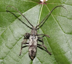 Enaphalodes niveitectus