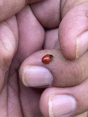 Cycloneda emarginata