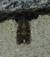 Lacinipolia renigera