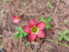 Oxalis tetraphylla