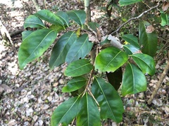Diospyros fasciculosa