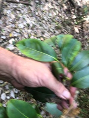 Diospyros fasciculosa