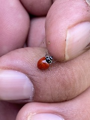 Cycloneda emarginata