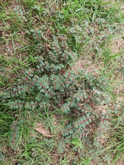 Euphorbia thymifolia
